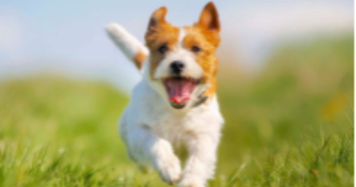 Dog owner fined £75 for failing to clear up after their dog