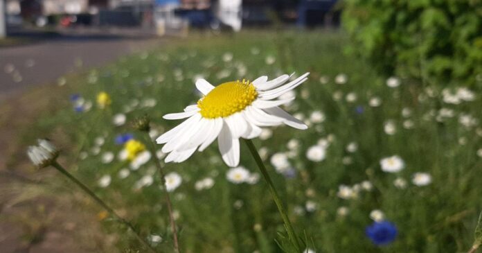 Swansea soaks up burst of wildflower colour this summer
